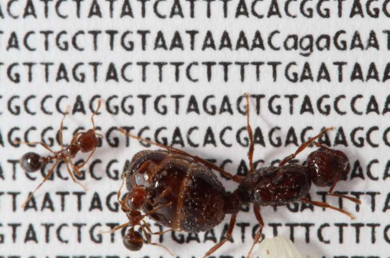 Pheromone genes could dictate colony structure of the red fire ant