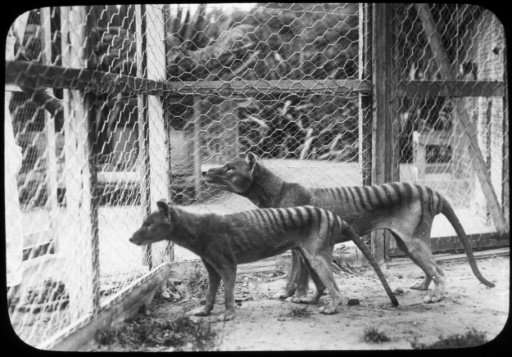 Photograph from the Tasmanian Museum and Art Gallery shows the now extinct Tasmanian tiger or thylacines at Beaumaris Zoo in Hob