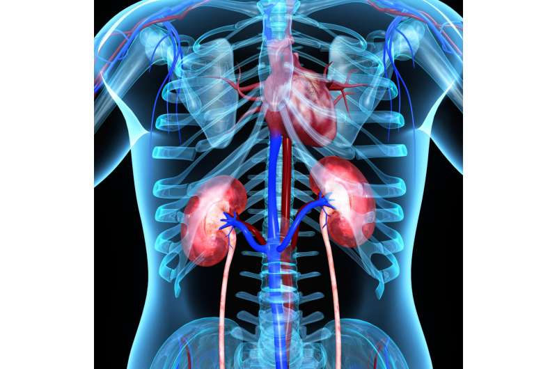 Physicians can better predict outcomes for kidney transplant patients with key data, study finds