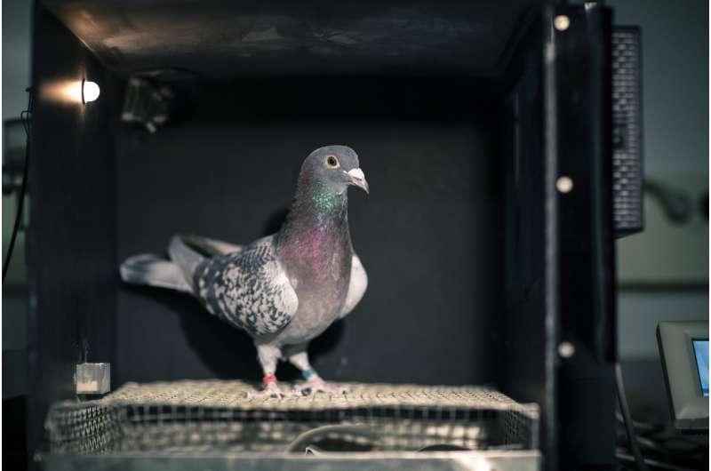 Pigeons can discriminate both space and time