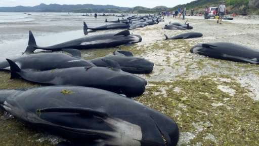 Pilot whales, which beached themselves, at Farewell Spit in the Golden Bay region at the northern tip of New Zealand's South Isl