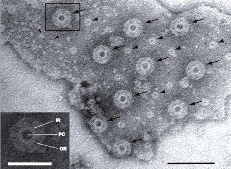 Planctomycete bacterium's internal membranes contain nuclear pore-like structures