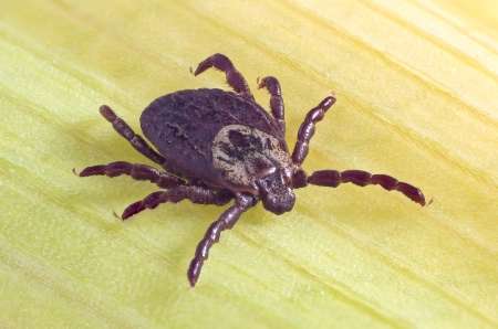 Plans for habitat and wildlife conservation need to consider the risk of Lyme disease