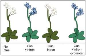Plant genes may lack off switch, but have volume control