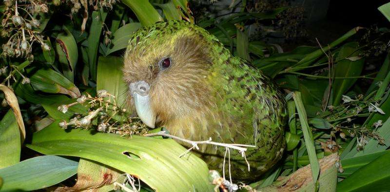 Plant hormone boost for New Zealand’s critically endangered night parrot