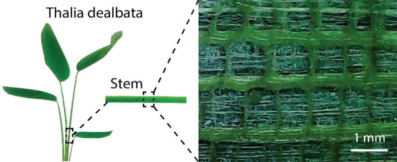 Plant inspiration could lead to flexible electronics