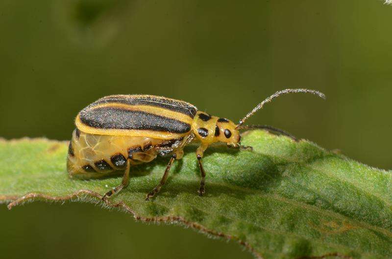 Plants' chemical messages keep pests moving