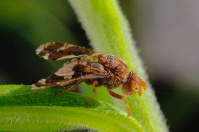 Plant 'smells' insect foe, initiates defense