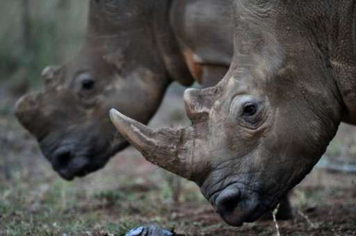 Poachers have killed more than 7,100 rhinos across Africa over the past decade