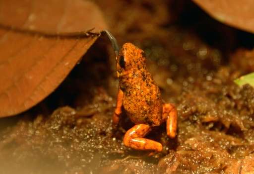 Poachers in Ecuador have long known the hefty prices their country's rare frogs can fetch. But now environmentally conscious fir
