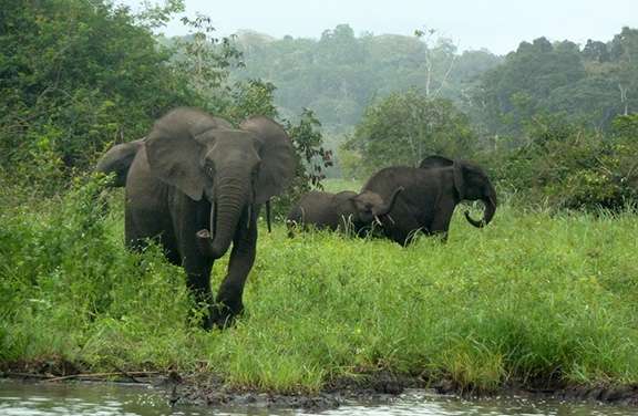Poaching drives 80 percent decline in elephants in key preserve