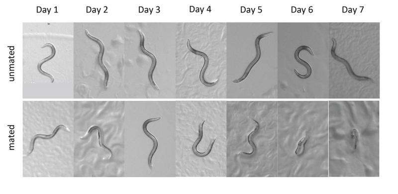 Poison and mating regulate male roundworm populations