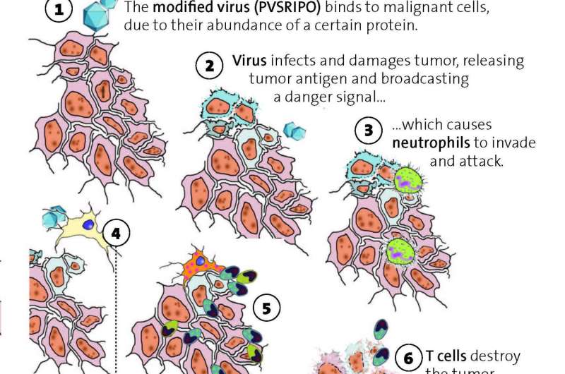 Poliovirus therapy induces immune responses against cancer
