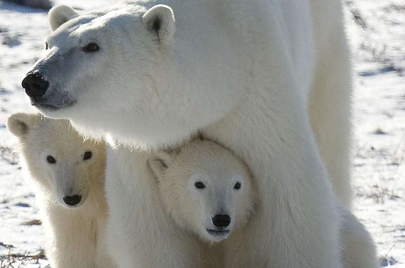 Pollutants in the Arctic environment are threatening polar bear health