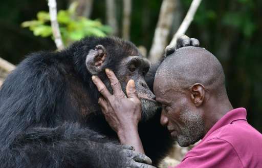 Ponso's dedicated carer Germain Djenemaya Koidja says the ape is &quot;like my child&quot;