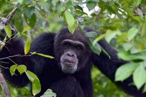 Ponso, the only surviving chimpanzee of a colony of 20 apes, sits in a tree on Chimpanzee Island in Ivory Coast,where the ape po
