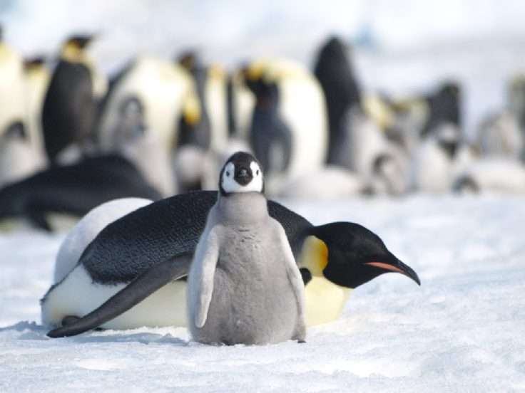 Poor outlook for Antarctic biodiversity