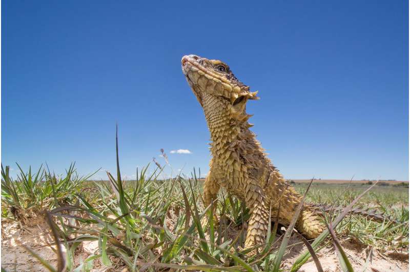 Popular sungazer lizards under threat from poaching