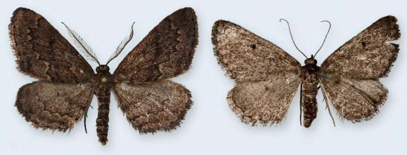 Portuguese moth's mystery solved after 22 years