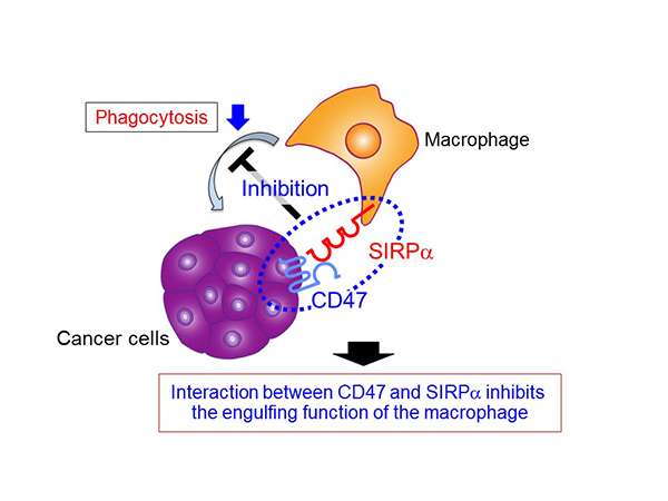 Potential new cancer treatment activates cancer-engulfing cells