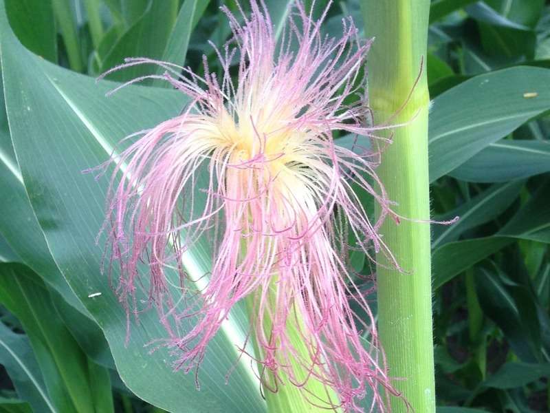 Precision breeding needed to adapt corn to climate change