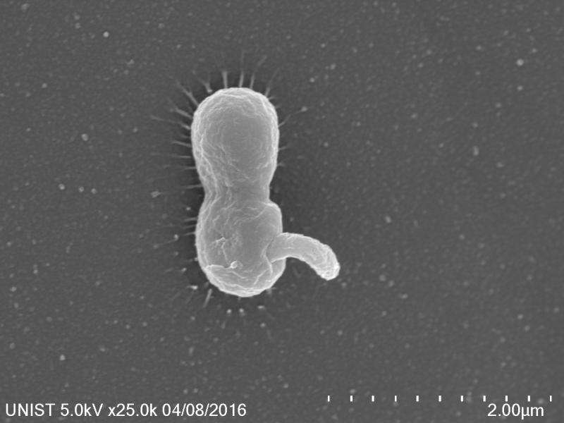 Predatory bacteria as a new 'living' antibiotic