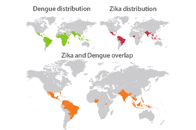 Pre-existing immunity to dengue virus shapes Zika-specific T cell response