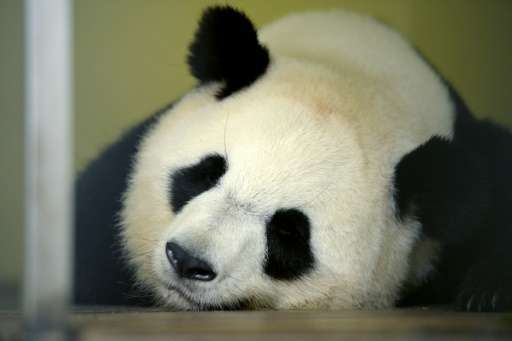 Pregnant panda Huan Huan is on loan to Beauval zoo in central France from China
