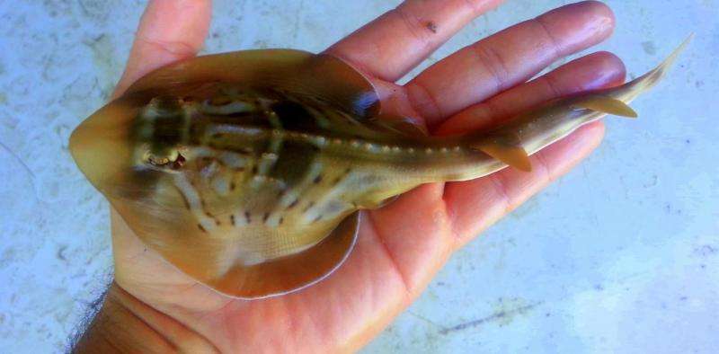 Pregnant rays and babies pay a price after ‘catch and release’ from fishing trawlers