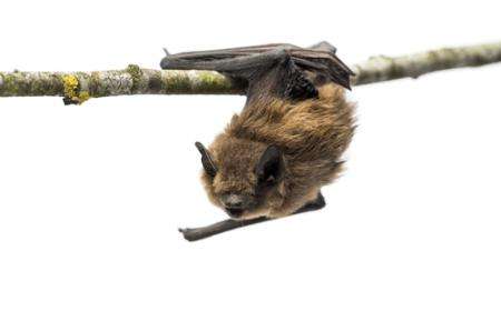 Prehistoric ancestor of leukaemia virus found in bats
