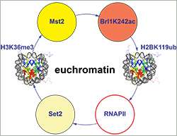 Preserving the active chromatin state