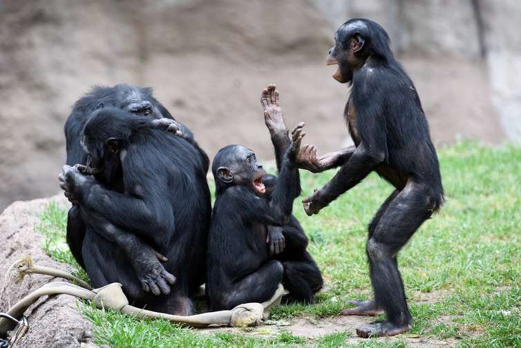 Primates at play show why monkeying around is good for the brain