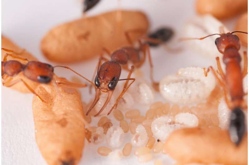 'Princess pheromone' tells ants which larvae are destined to be queens