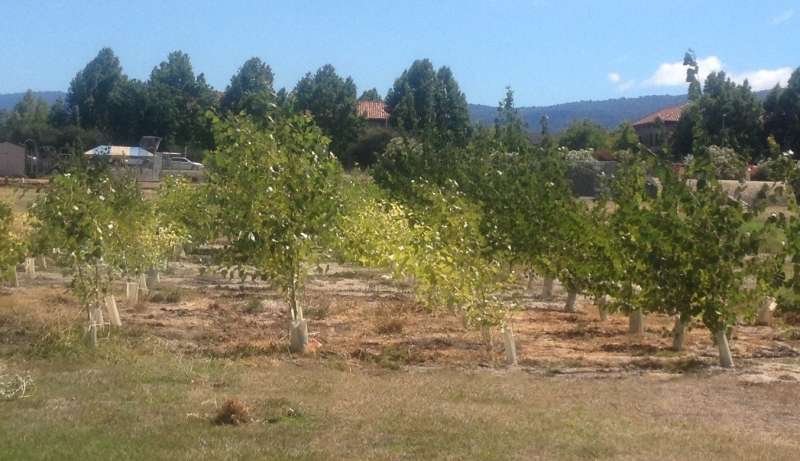 Probiotics help poplar trees clean up toxins in Superfund sites