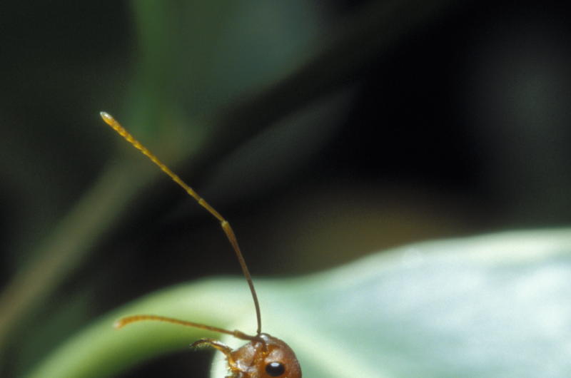 Profitable cooperation: Ants protect and fertilize plants