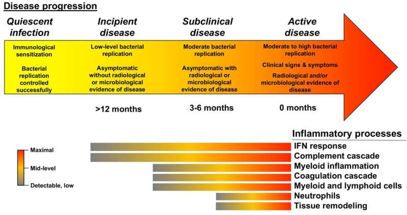 Progression from infection to pulmonary tuberculosis follows distinct timeline