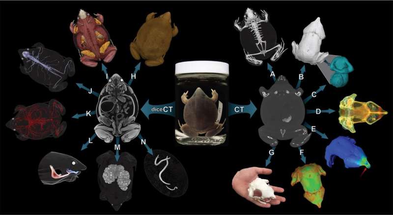 Project to give public access to high-resolution 3-D models of vertebrate anatomy