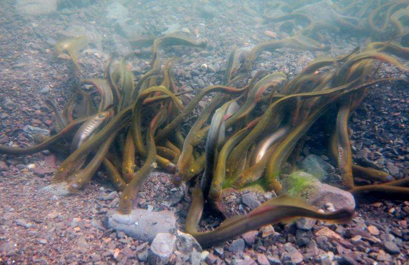 Promiscuous lamprey found to conduct ‘sham matings’
