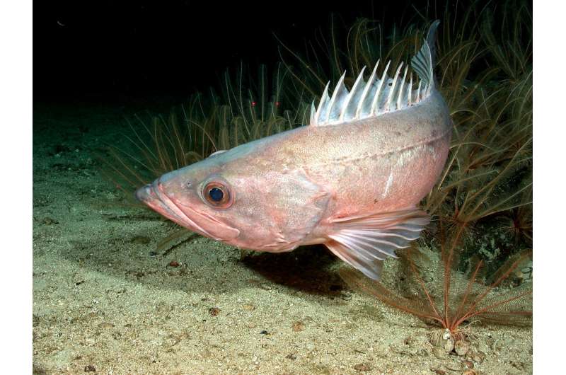 Protected waters foster resurgence of West Coast rockfish