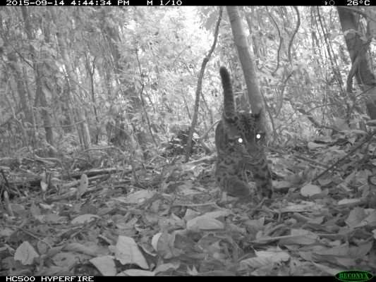 Protecting ‘high carbon’ rainforest also protects threatened wildlife