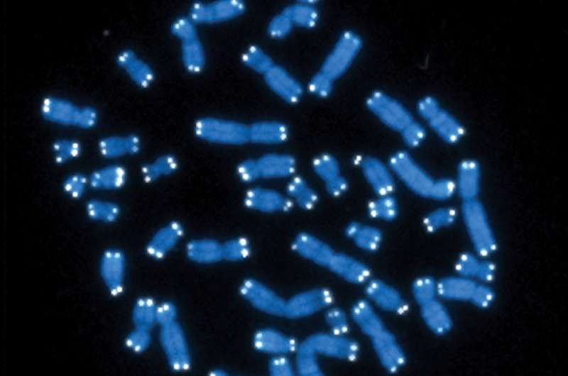 'Protective' DNA strands are shorter in adults who had more infections as infants
