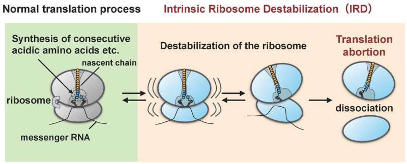 Protein intentionally terminates own synthesis by destabilizing synthesis machinery -- the ribosome