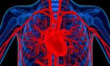 蛋白质可以防止心脏病发作
