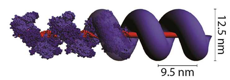 Protein ‘rebar’ could help make error-free nanostructures
