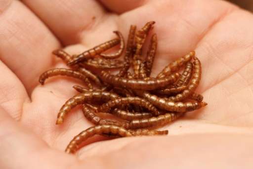 Protein-rich mealworms make up the bulk of the &quot;insect balls&quot; due to go on sale at Switzerland's Coop supermarket