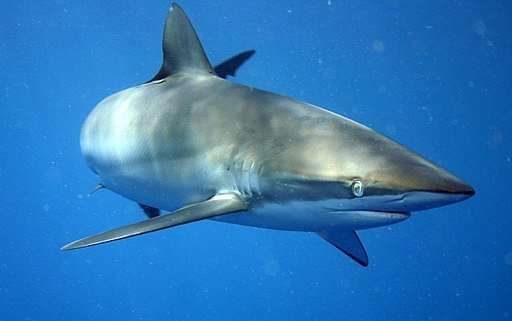 Proteins in shark teeth could hint at what they eat