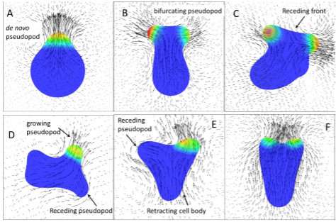 Pseudopod protrusions propel amoeboid cells forward: A 3-D swimming model
