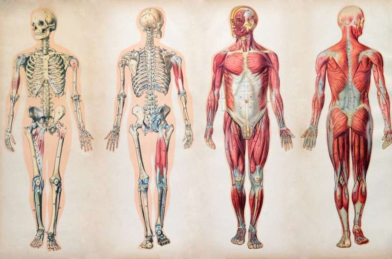 Public's poor knowledge of anatomy may hamper healthcare