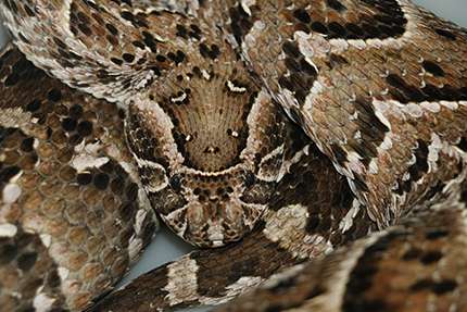 Puff adder snakes use "lingual luring" to attract amphibian prey closer