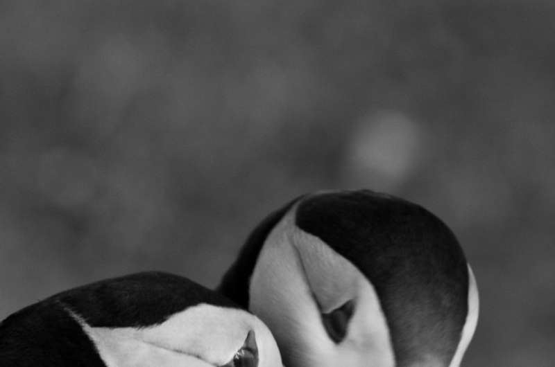 Puffins that stay close to their partner during migration have more chicks